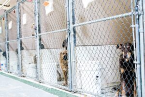 Dog Kennels
